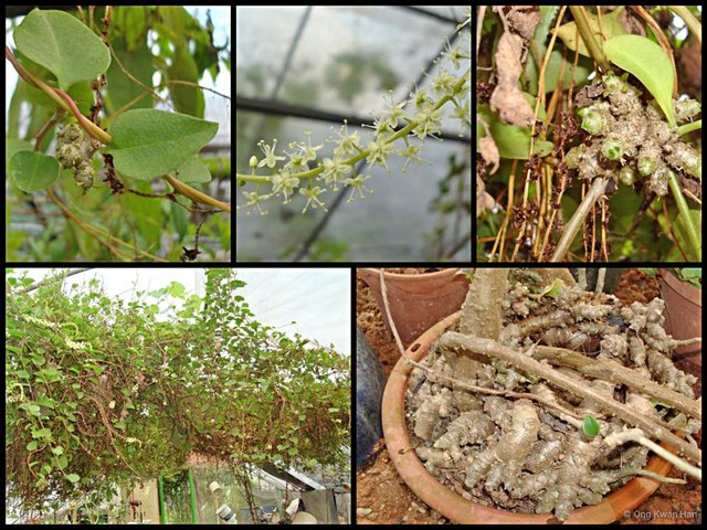 Anredera cordifolia • © Ong Kwan Han • All Rights Reserved
