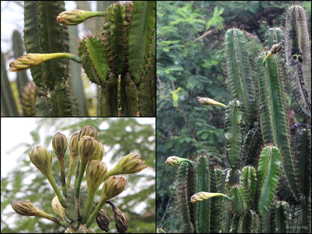 Cereus hildmannianus • © Cerlin Ng • All Rights Reserved