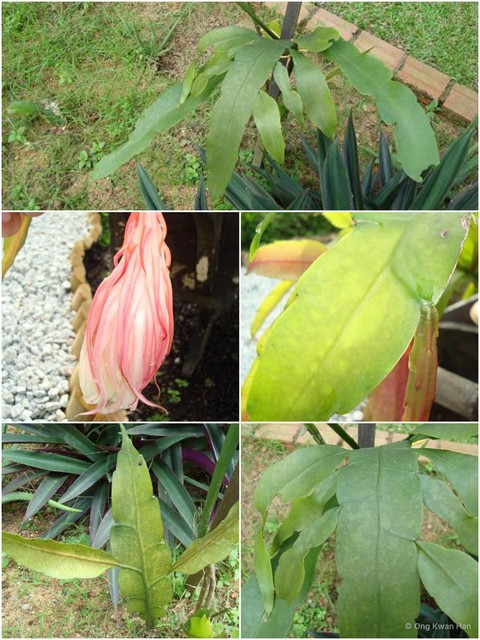Epiphyllum oxypetalum • © Ong Kwan Han • All Rights Reserved