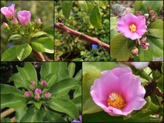 Pereskia grandifolia Haw.