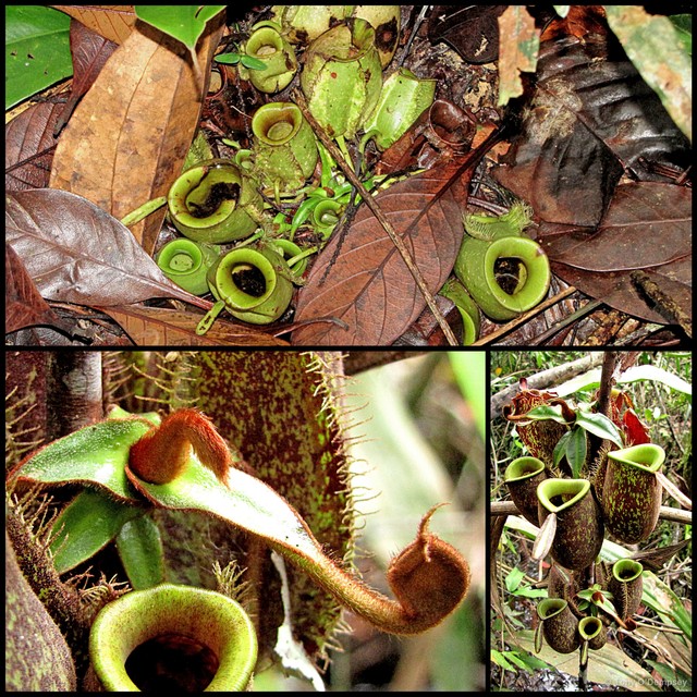 Nepenthes ampullaria • © Tony O'Dempsey • All Rights Reserved