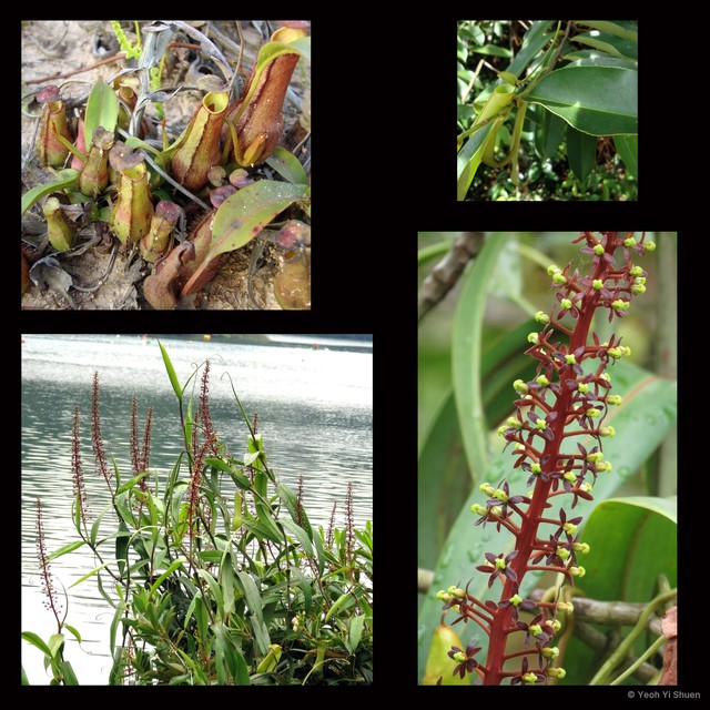 Nepenthes gracilis • © Yeoh Yi Shuen • All Rights Reserved