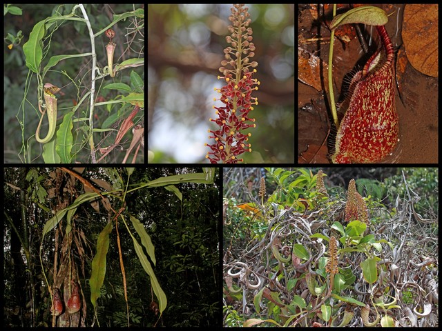 Nepenthes rafflesiana • © Louise Neo • All Rights Reserved