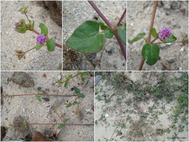Boerhavia diffusa • © Ong Kwan Han • All Rights Reserved