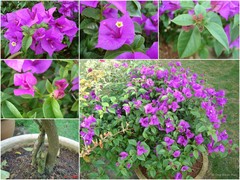 Bougainvillea glabra Choisy