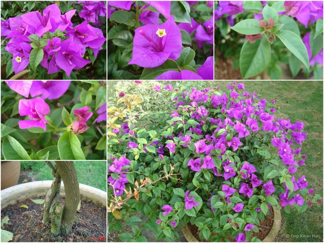 Bougainvillea glabra • © Ong Kwan Han • All Rights Reserved