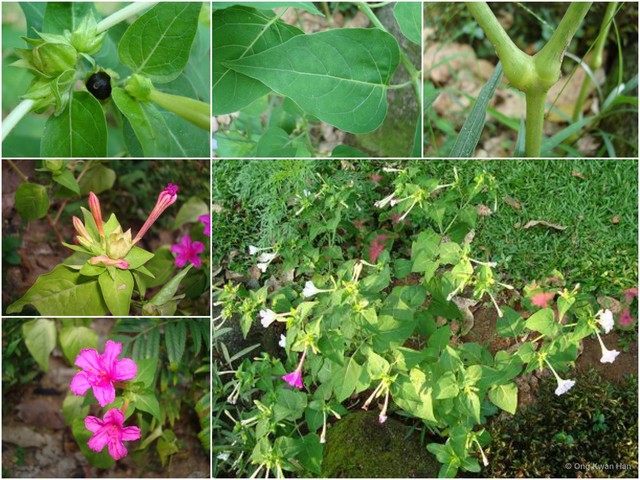 Mirabilis jalapa • © Ong Kwan Han • All Rights Reserved