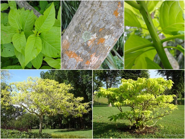 Pisonia grandis • © Ong Kwan Han • All Rights Reserved