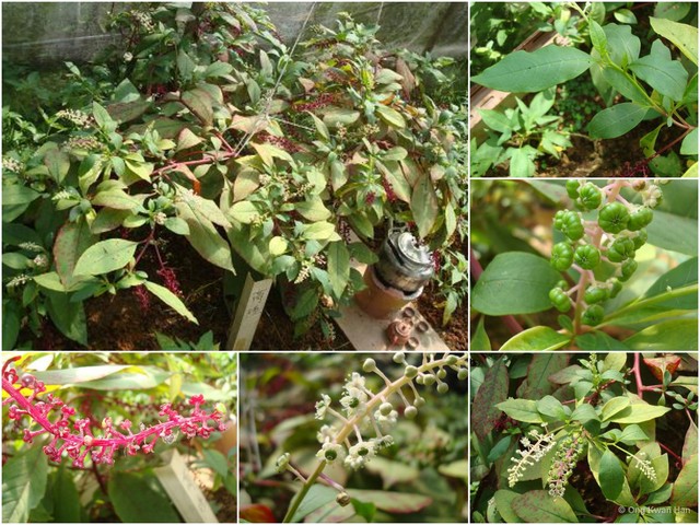 Phytolacca acinosa • © Ong Kwan Han • All Rights Reserved