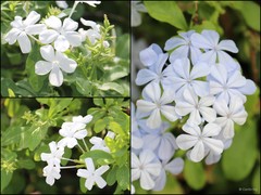 Plumbago auriculata
