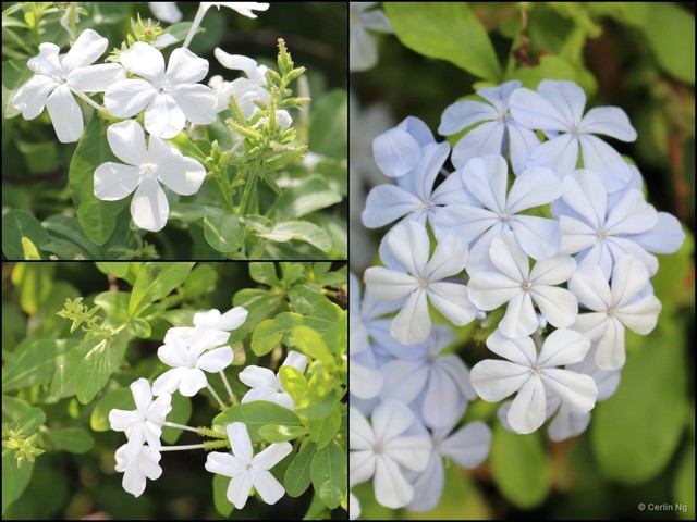 Plumbago auriculata • © Cerlin Ng • All Rights Reserved