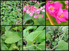 Antigonon leptopus