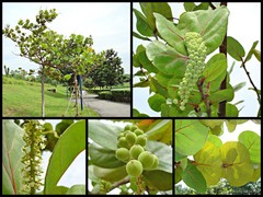 Coccoloba uvifera