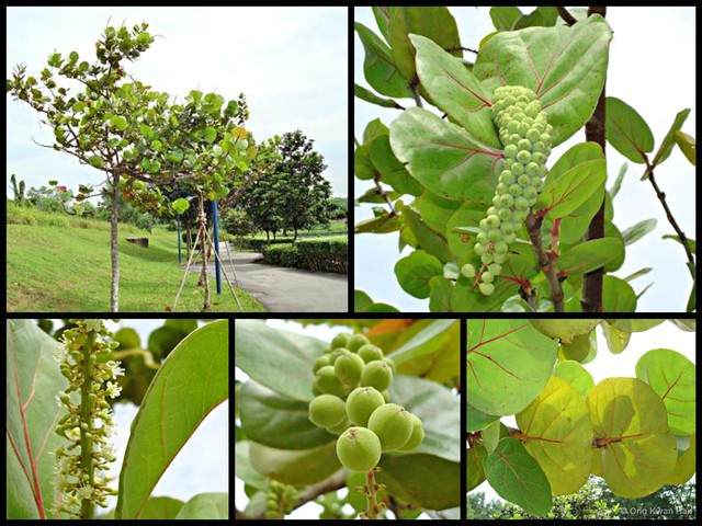Coccoloba uvifera • © Ong Kwan Han • All Rights Reserved