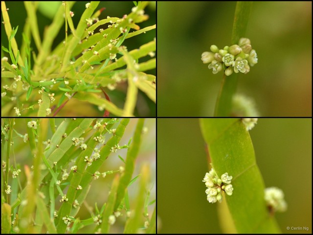 Muehlenbeckia platyclada • © Cerlin Ng • All Rights Reserved