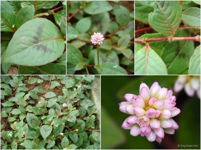 Persicaria capitata • © Ong Kwan Han • All Rights Reserved