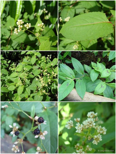 Persicaria chinensis var. chinensis • © Ong Kwan Han • All Rights Reserved