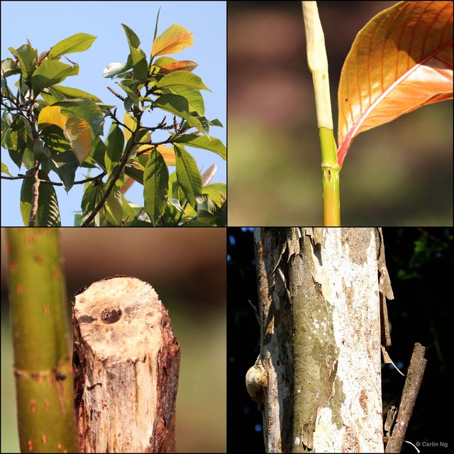 Triplaris cumingiana • © Cerlin Ng • All Rights Reserved
