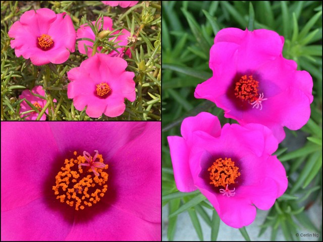 Portulaca grandiflora • © Cerlin Ng • All Rights Reserved