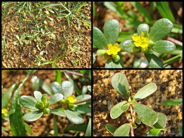 Portulaca oleracea • © Ong Kwan Han • All Rights Reserved