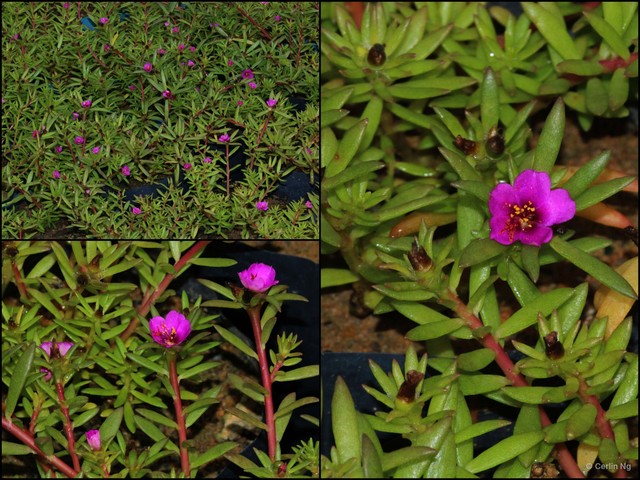Portulaca pilosa pilosa • © Cerlin Ng • All Rights Reserved