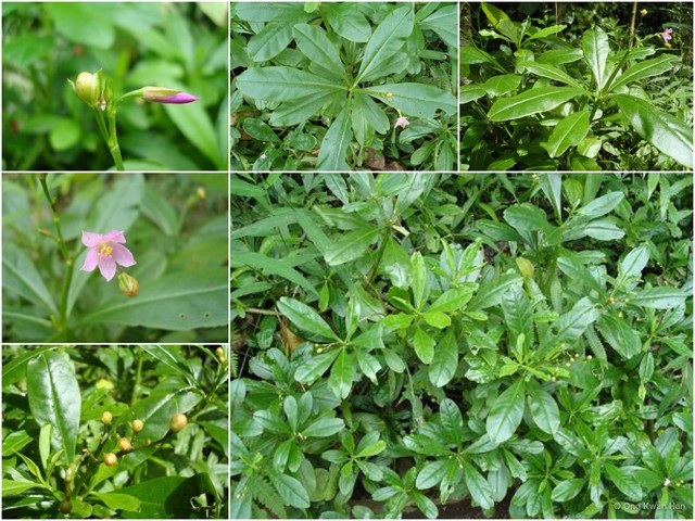 Talinum fruticosum • © Ong Kwan Han • All Rights Reserved