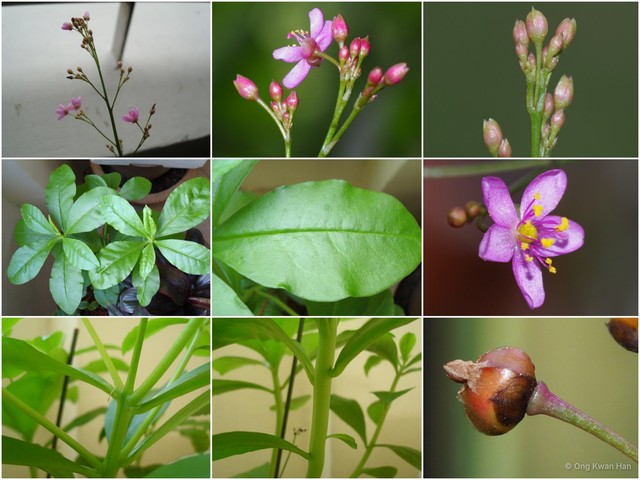 Talinum paniculatum • © Ong Kwan Han • All Rights Reserved