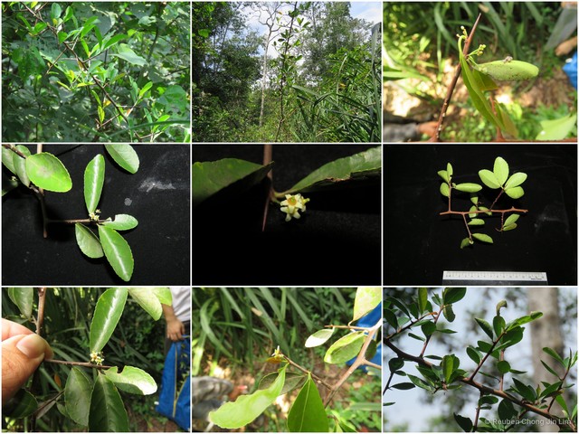 Gymnosporia littoralis • © Reuben Chong Jin Lim • All Rights Reserved