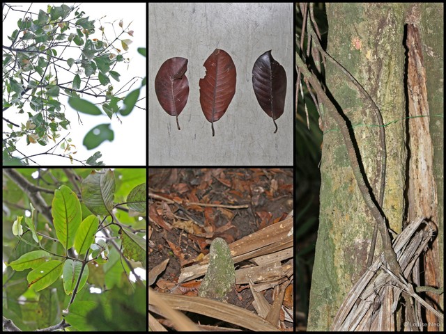 Lophopetalum multinervium • © Louise Neo • All Rights Reserved