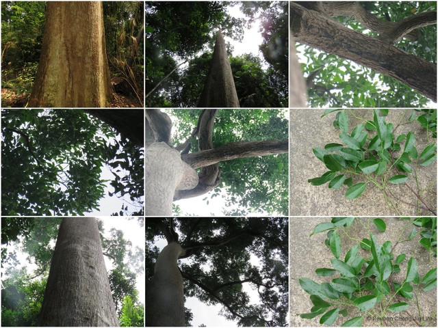 Lophopetalum pallidum • © Reuben Chong Jin Lim • All Rights Reserved