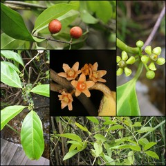 Salacia chinensis