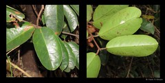 Salacia macrophylla