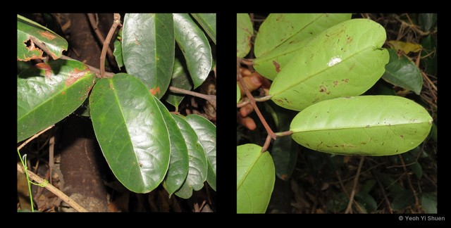 Salacia macrophylla • © Yeoh Yi Shuen • All Rights Reserved