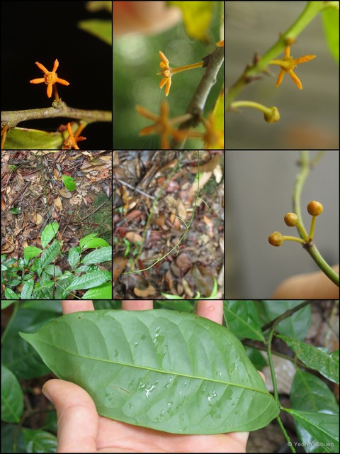 Salacia viminea • © Yeoh Yi Shuen • All Rights Reserved