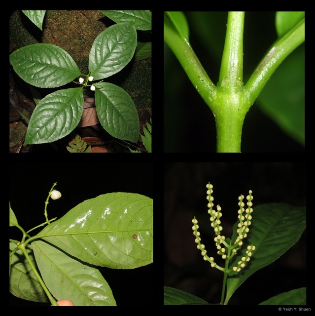 Chloranthus officinalis • © Yeoh Yi Shuen • All Rights Reserved
