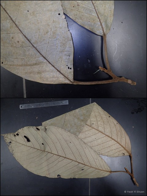Alangium javanicum var. ebenaceum • © Yeoh Yi Shuen • All Rights Reserved