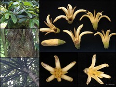 Alangium ridleyi