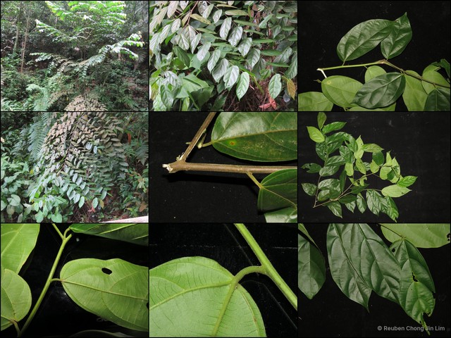 Alangium uniloculare • © Reuben Chong Jin Lim • All Rights Reserved