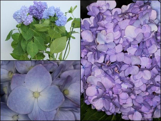Hydrangea macrophylla • © Ang Wee Foong • All Rights Reserved