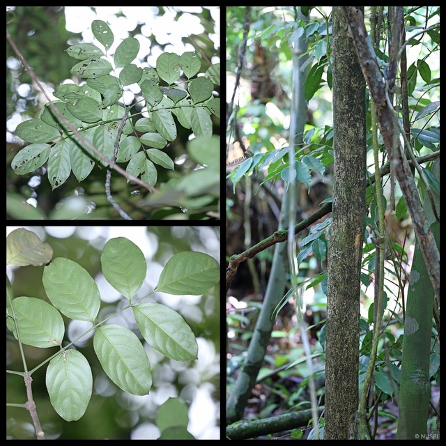 Dalrympelea sphaerocarpa • © NUSBL • All Rights Reserved