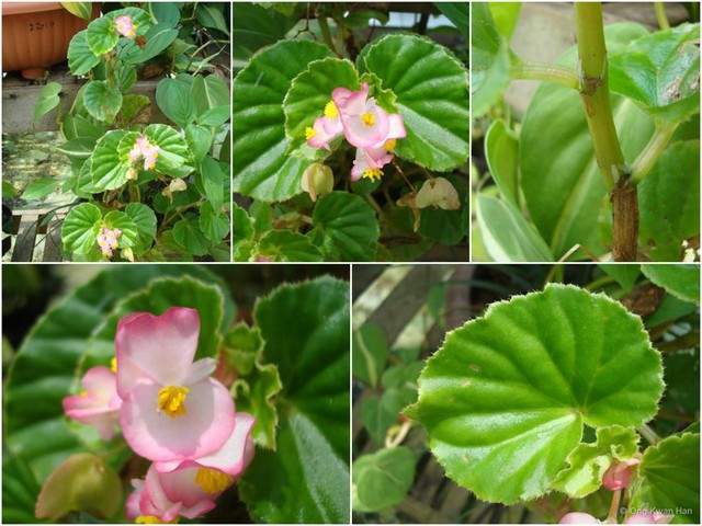 Begonia cucullata var. cucullata • © Ong Kwan Han • All Rights Reserved