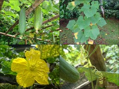 Luffa aegyptiaca
