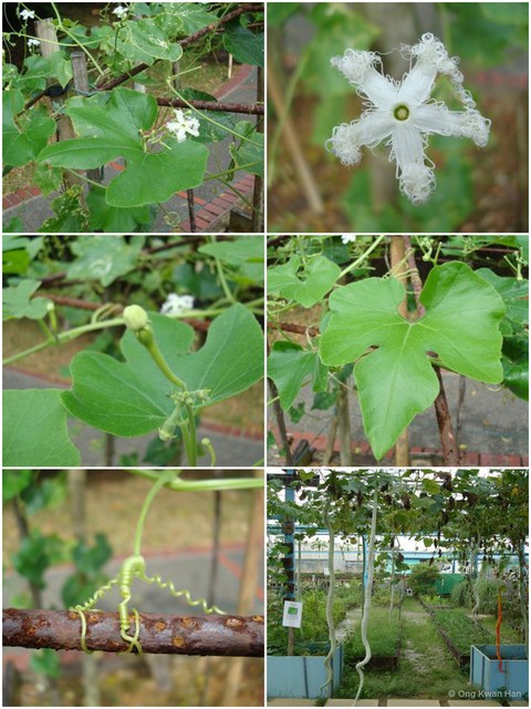 Trichosanthes cucumerina • © Ong Kwan Han • All Rights Reserved