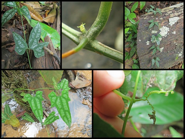 Trichosanthes wawrae • © Yeoh Yi Shuen • All Rights Reserved