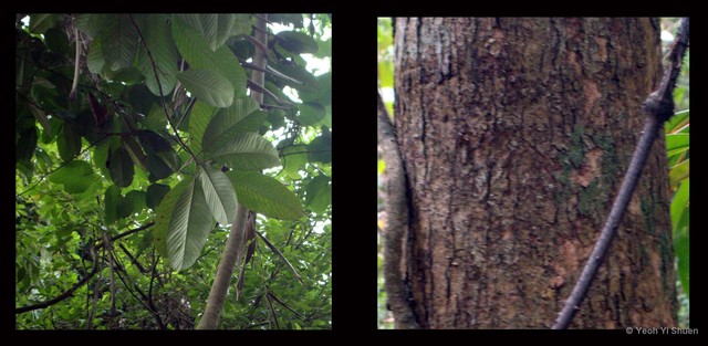 Dillenia excelsa • © Yeoh Yi Shuen • All Rights Reserved