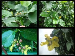Dillenia suffruticosa