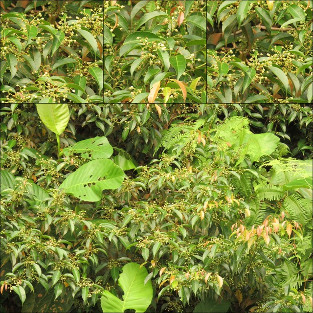 Tetracera arborescens • © Reuben Chong Jin Lim • All Rights Reserved