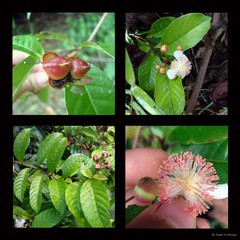 Tetracera indica