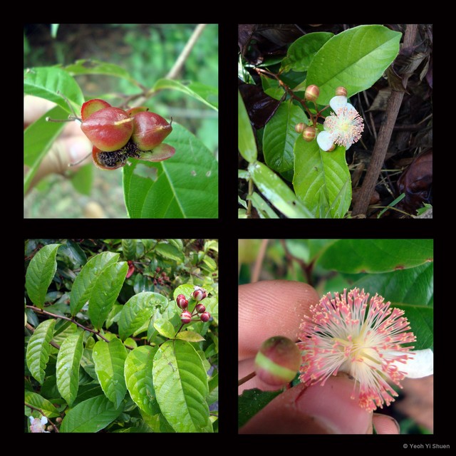 Tetracera indica • © Yeoh Yi Shuen • All Rights Reserved