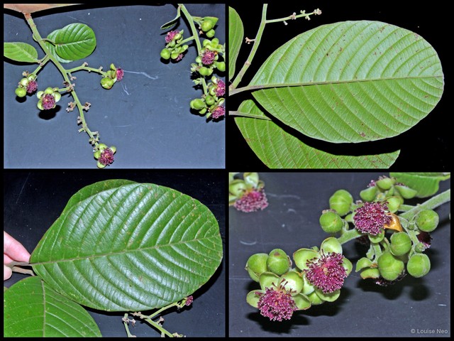 Tetracera macrophylla • © Louise Neo • All Rights Reserved